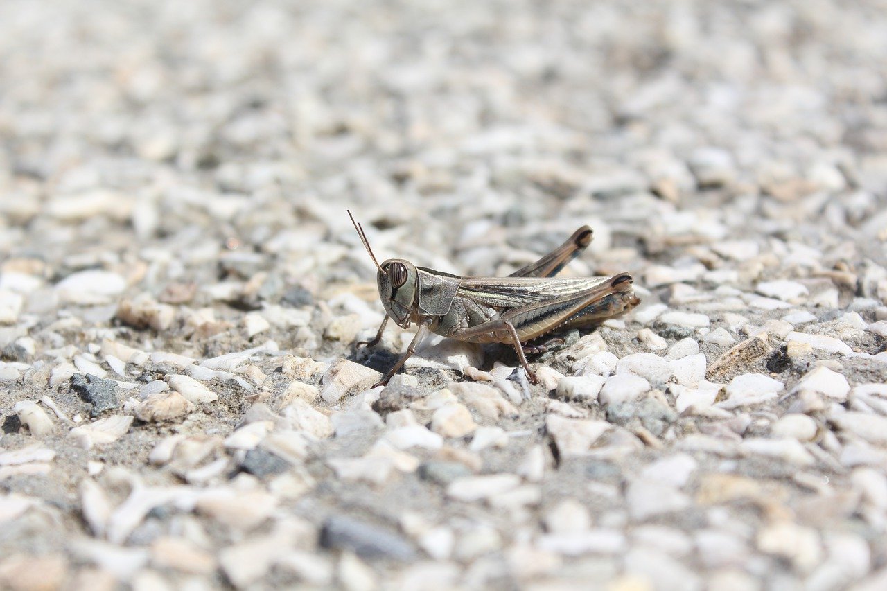 Entomophagy: Can Eating Insects Save the Planet?